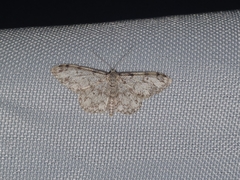 Idaea contiguaria