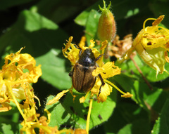 Strigoderma arbicola