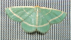 Mixocera latilineata