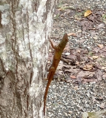 Anolis