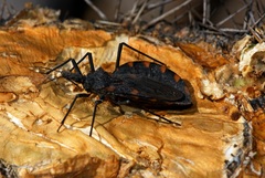 Triatoma longipennis