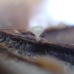 Hymenoscyphus albopunctus