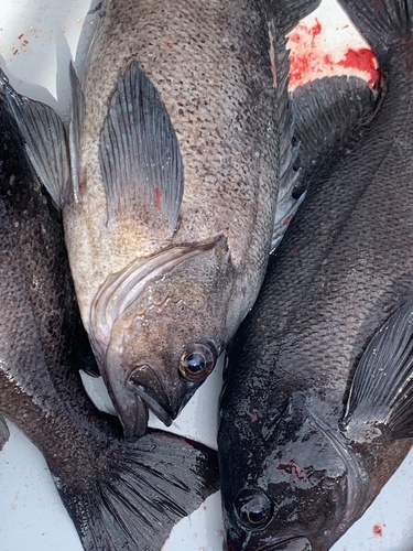 Dark Dusky Rockfish