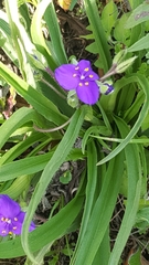 Tradescantia occidentalis