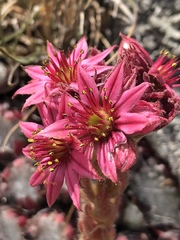 Sempervivum