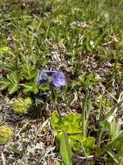 Veronica bellidioides