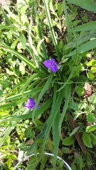 Tradescantia occidentalis