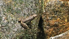 Hylodes nasus