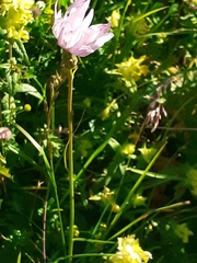 Scorzonera rosea