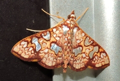 Glyphodes canthusalis