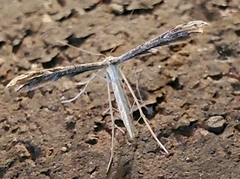 Hellinsia inquinatus