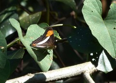 Adelpha thessalia