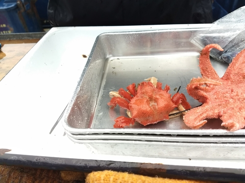 Glyptolithodes cristatipes