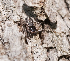 Tharpyna campestrata