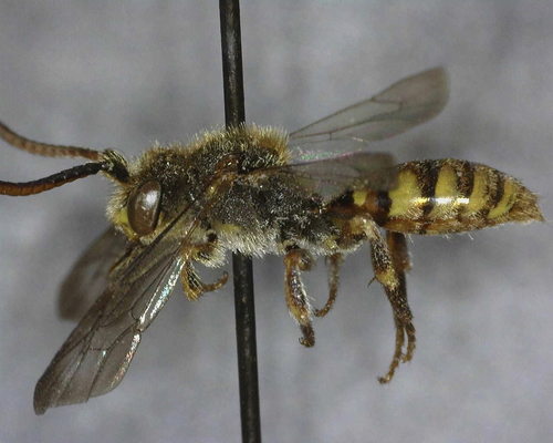iNaturalist observation photo of Nomad Bees