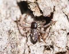 Tharpyna campestrata