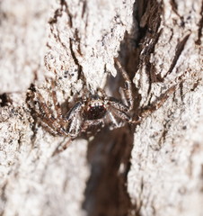 Tharpyna campestrata