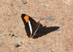 Adelpha thessalia