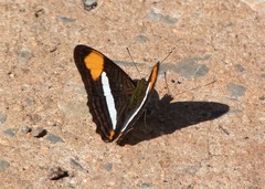 Adelpha thessalia