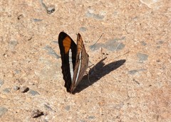 Adelpha thessalia
