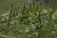 Rumex alpinus