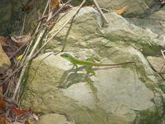 Anolis richardii