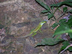 Anolis richardii