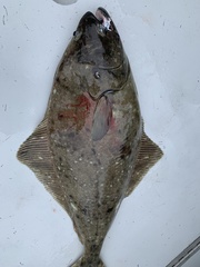 Hippoglossus stenolepis