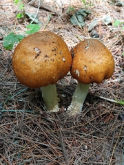 Agaricus nanaugustus