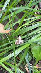 Pseudeustrotia carneola