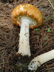 Agaricus nanaugustus