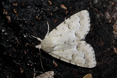 Acronicta innotata
