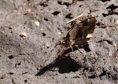 Anisochoria sublimbata