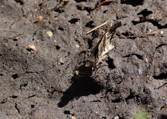 Anisochoria sublimbata