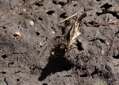 Anisochoria sublimbata