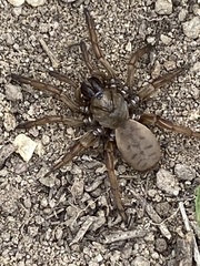 Aptostichus stephencolberti