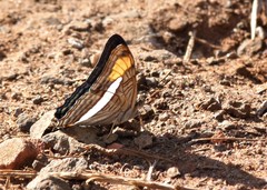 Adelpha thessalia
