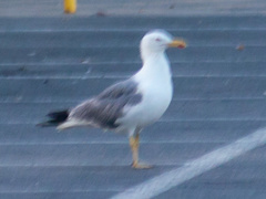 Larus michahellis