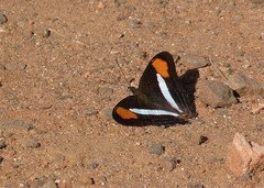 Adelpha thessalia