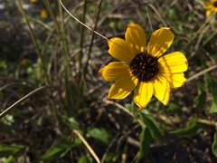 Helianthus debilis image