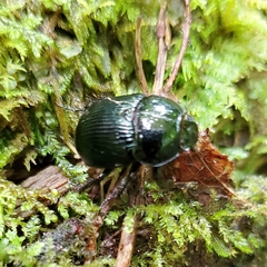 Geotrupes balyi