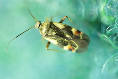 Polymerus cognatus