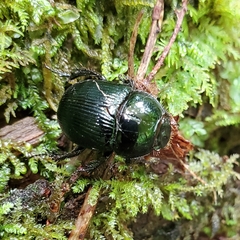 Geotrupes balyi