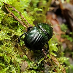 Geotrupes balyi