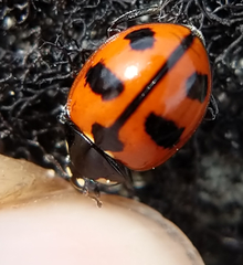 Coccinella alta