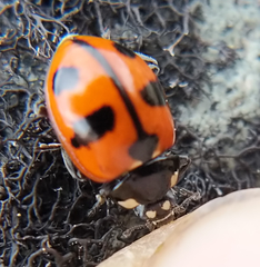 Coccinella alta