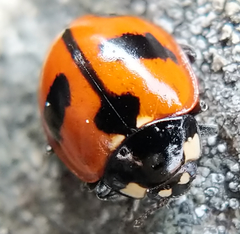 Coccinella alta