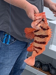 Sebastes nigrocinctus