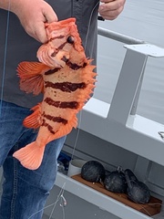 Sebastes nigrocinctus