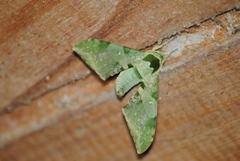 Chloroclanis virescens